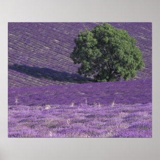 Lavender Fields Posters | Zazzle