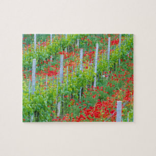 Europe, Italy, Tuscany. Colorful red poppies in Jigsaw Puzzle