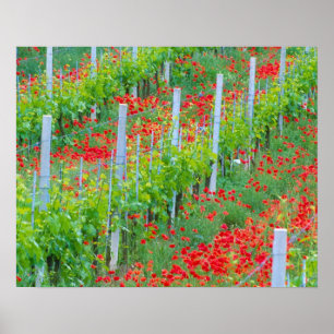 Europe, Italy, Tuscany. Colorful red poppies in Poster