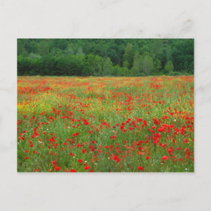 Europe, Italy, Tuscany, red poppies in field. Postcard
