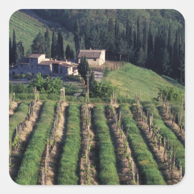Europe, Italy, Tuscany. Scenic villa cyprus. Square Sticker (Front)
