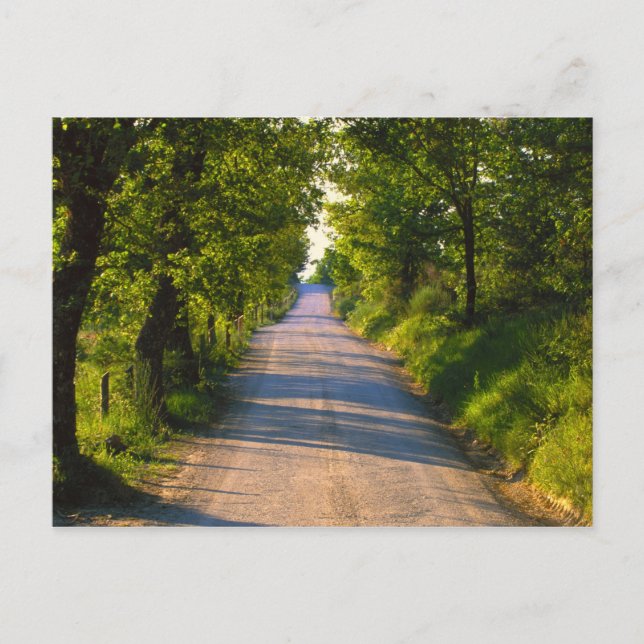 Europe, Italy, Tuscany, tree lined road Postcard (Front)