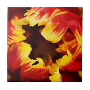 Europe, Netherlands, Lisse. Parrot tulip Ceramic Tile