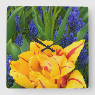 Europe, Netherlands, Lisse. Tulips Square Wall Clock