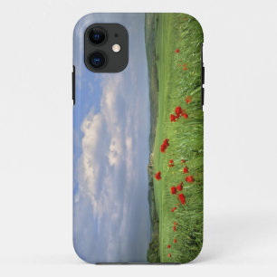 Europe, Tuscany, Poggiolo. Red poppies sway iPhone 11 Case