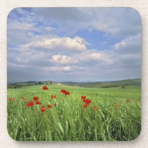Europe, Tuscany, Poggiolo. Red poppies sway Drink Coaster