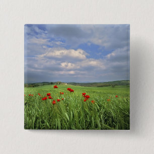 Europe, Tuscany, Poggiolo. Red poppies sway Pinback Button