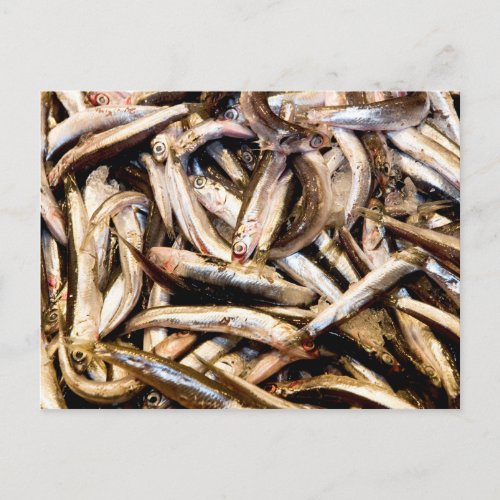 European anchovies postcard