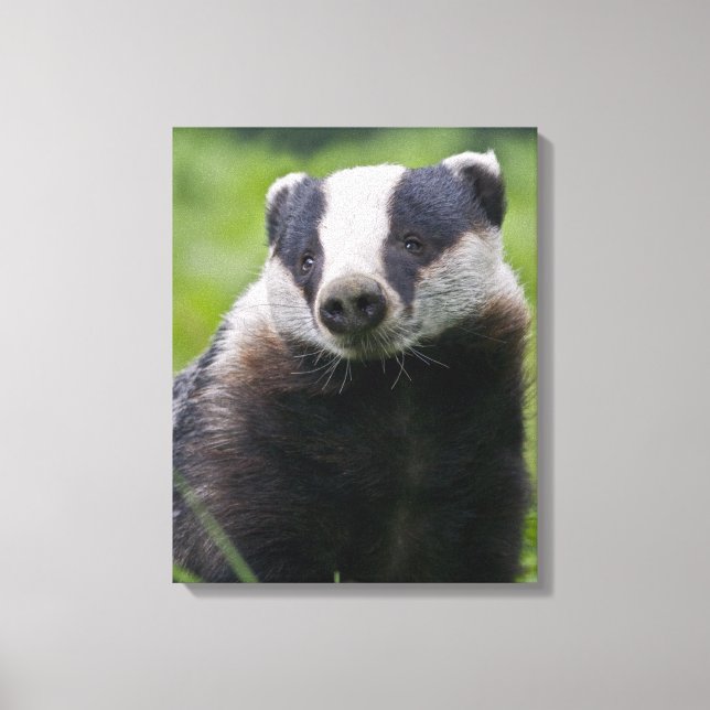 European Badger Wrapped Canvas Print (Front)