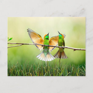 European Bee-Eater Colorful Bird  Postcard