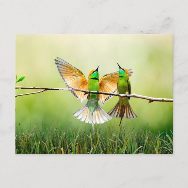 European Bee-Eater Colorful Bird  Postcard (Front)