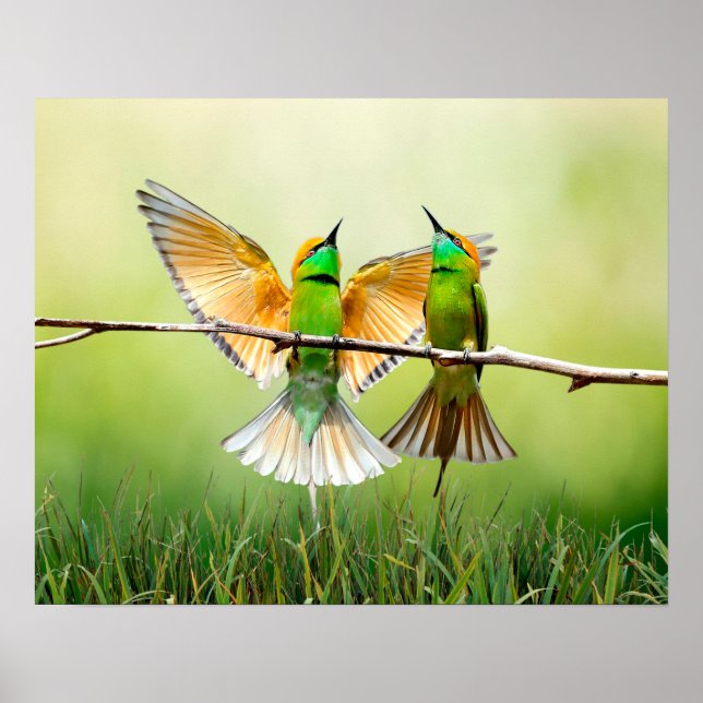 European Bee-Eater Colorful Bird  Poster (Front)