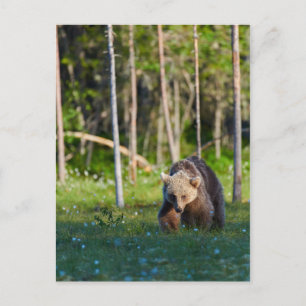 European brown bear postcard