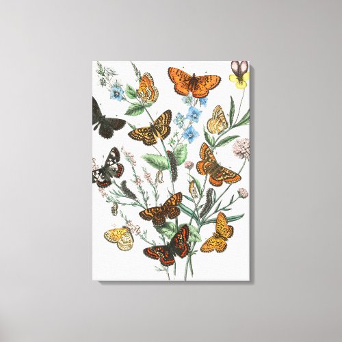 European Butterflies and Moths 2 Canvas Print