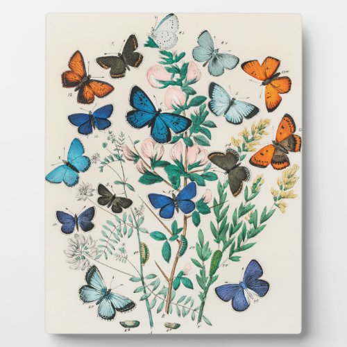 European Butterflies illustration Plaque