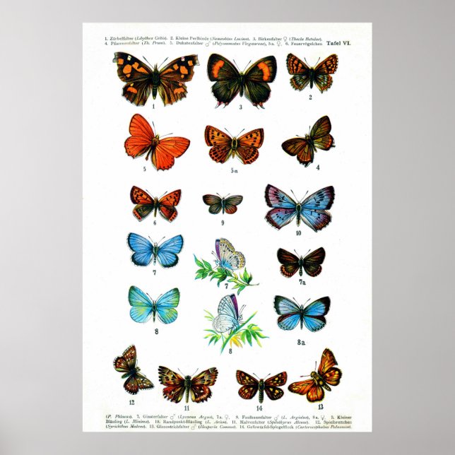 European Butterflies (Plate 06) Poster (Front)