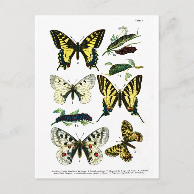 European Butterflies Plate I Postcard (Front)