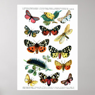 European Butterflies Poster