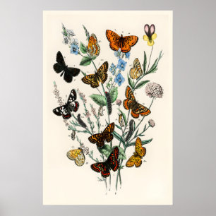 European Butterflies Vintage A3 A4 Fine Art Print