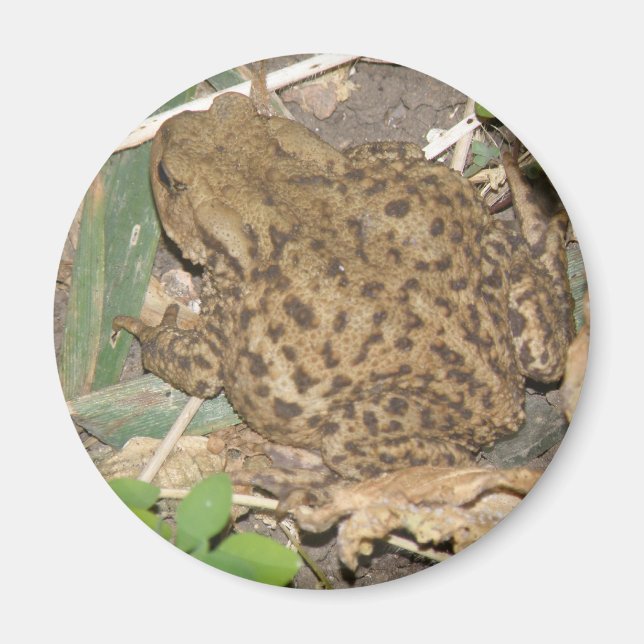 European Common Toad Magnet (Front)