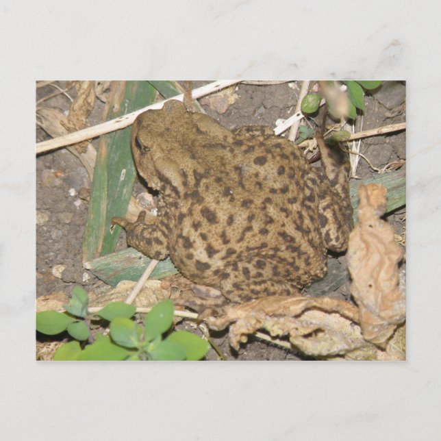 European Common Toad Postcard (Front)