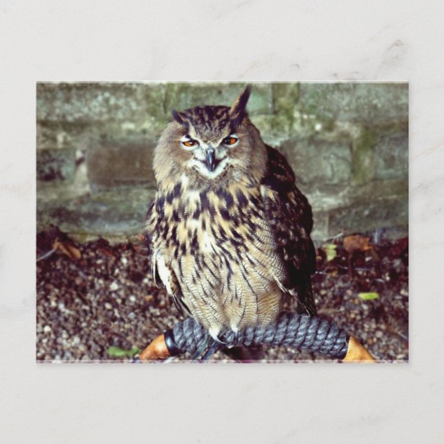 European Eagle Owl Postcard (Front)