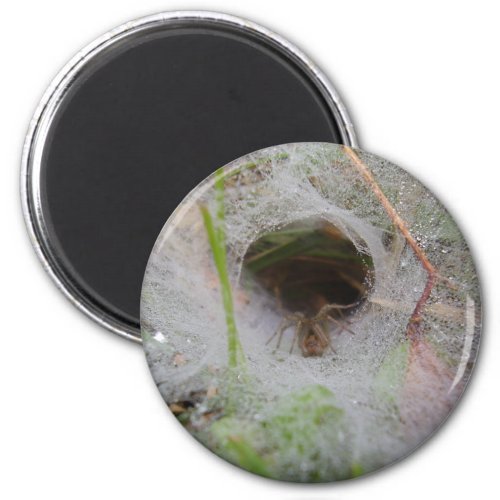 European Funnel Web Spider Magnet