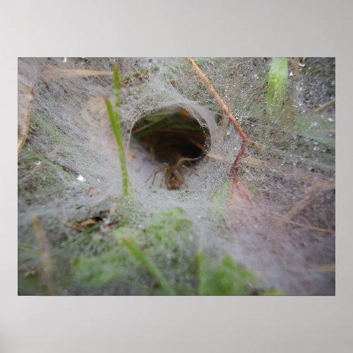 European Funnel Web Spider Poster
