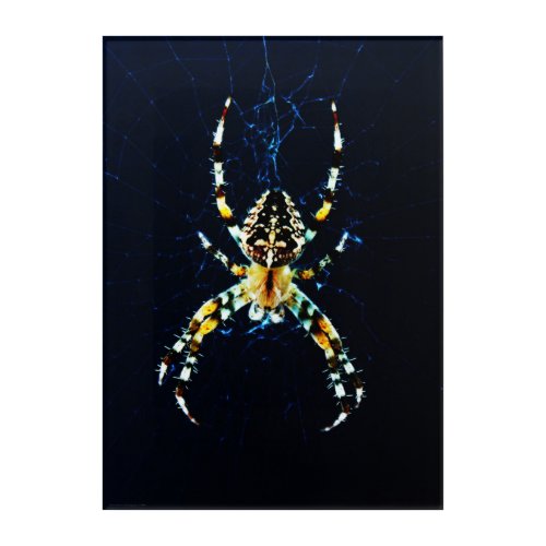 European Garden Spider 10x14 25x35cm waacn Acrylic Print