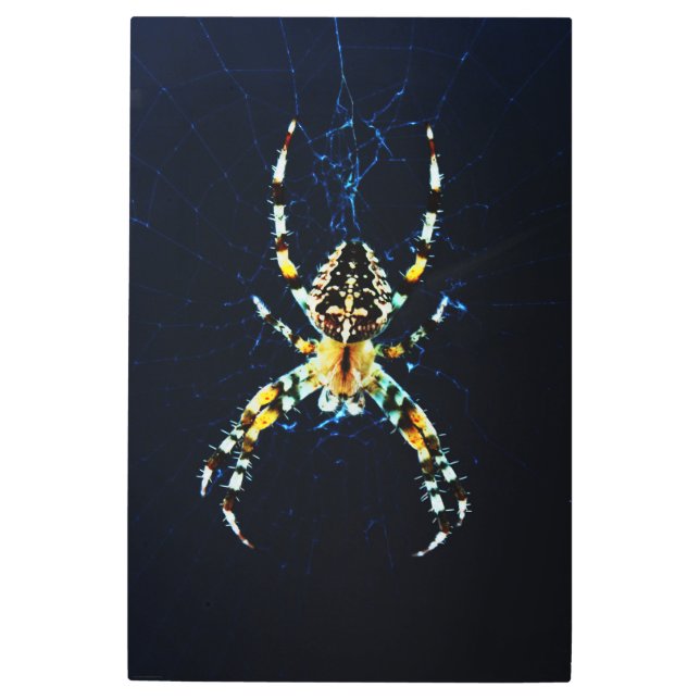 European Garden Spider 24x36 (60x90cm) wamecna Metal Print (Front)