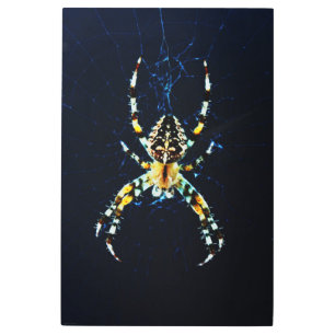 European Garden Spider 24x36 (60x90cm) wamecnm Metal Print