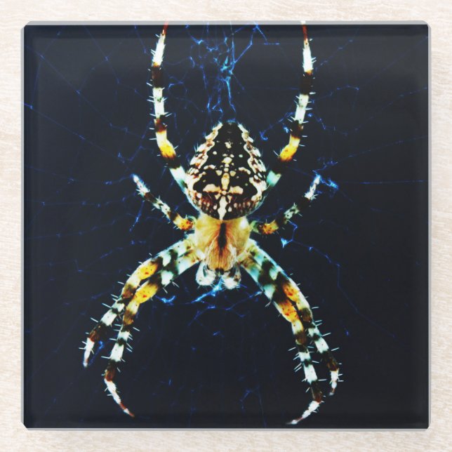 European Garden Spider coastera Glass Coaster (Front)