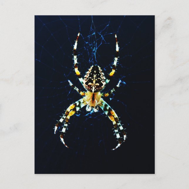 European Garden Spider pccna Postcard (Front)