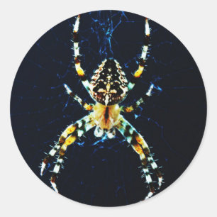 European Garden Spider stkcnm Classic Round Sticker