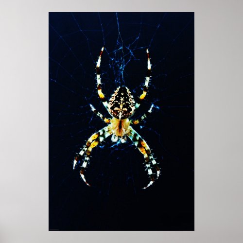 European Garden Spider wapcna Poster