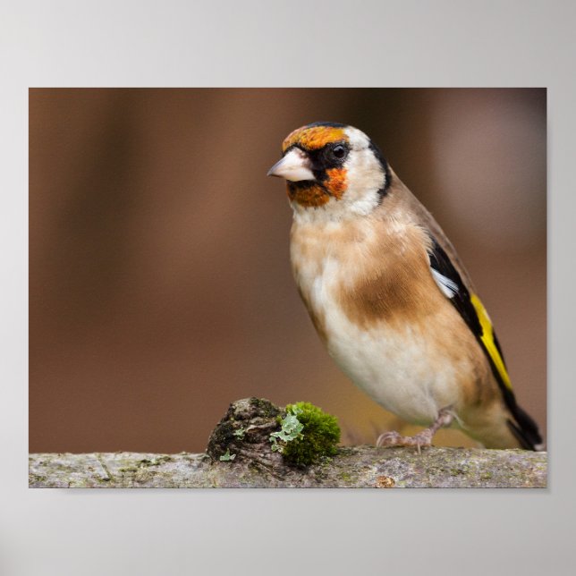 European goldfinch bird close up poster (Front)