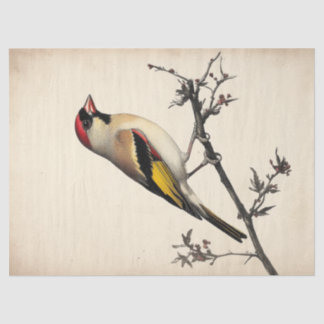 European Goldfinch Watercolor Decoupage Bird Print Tissue Paper