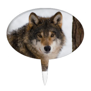 European grey wolf cake topper