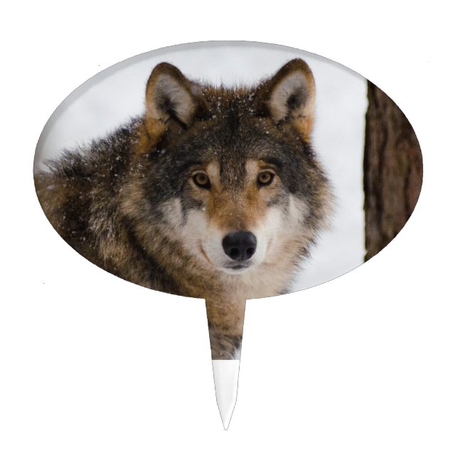 European grey wolf cake topper (Front)