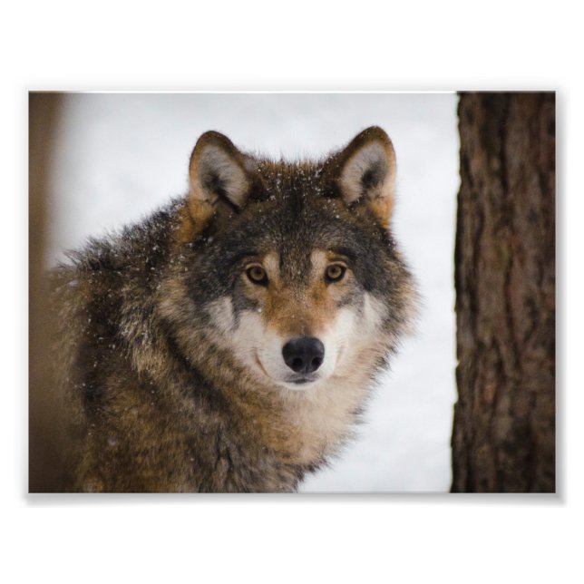European grey wolf photo print (Front)