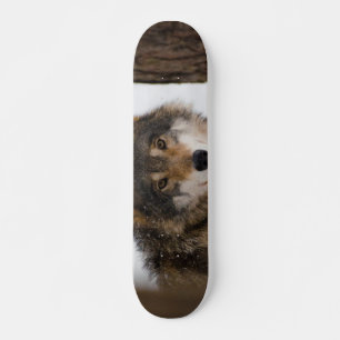 European grey wolf skateboard