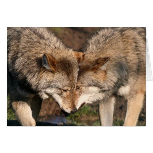 european grey wolves cards (Front Horizontal)