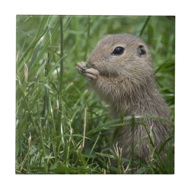 European ground squirrel ceramic tile (Front)
