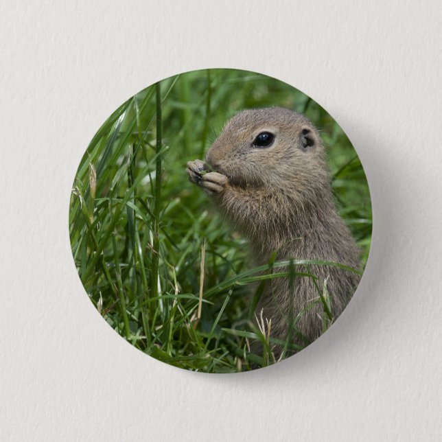 European ground squirrel pinback button (Front)