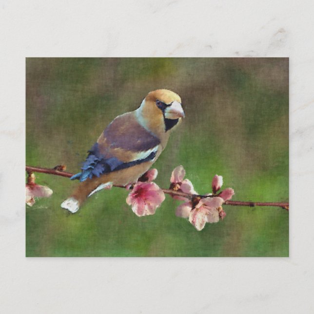 European hawfinch digital painting postcard (Front)