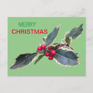 European Holly Merry Christmas Cust. Postcard