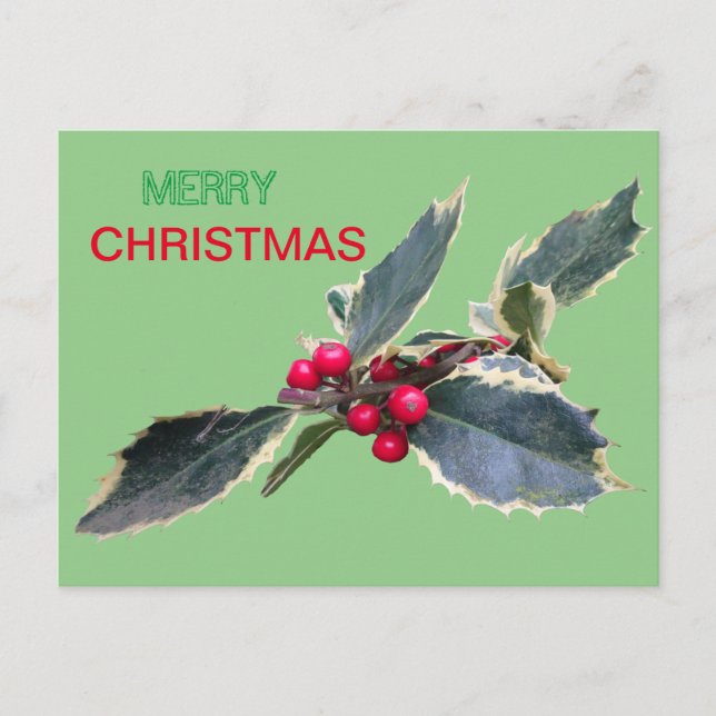 European Holly Merry Christmas Cust. Postcard (Front)