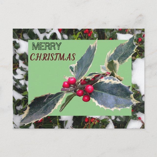 European Holly with Snow Merry Christmas Postcard (Front)