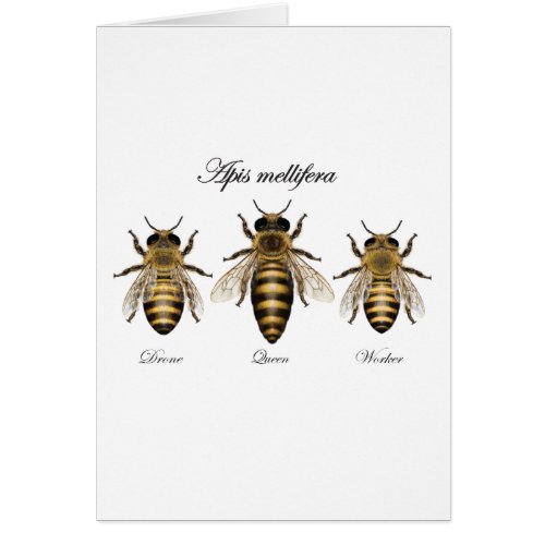 European honey bee Apis mellifera