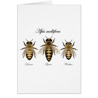European honey bee (Apis mellifera) Cards